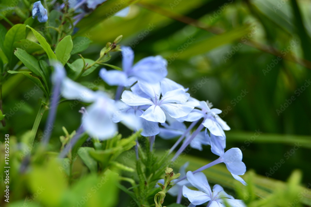 Obraz premium Flower