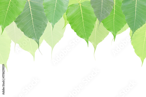 Bodhi leaf frame isolated on white background with clipping path and empty space for text, Ficus religiosa in scientific name.