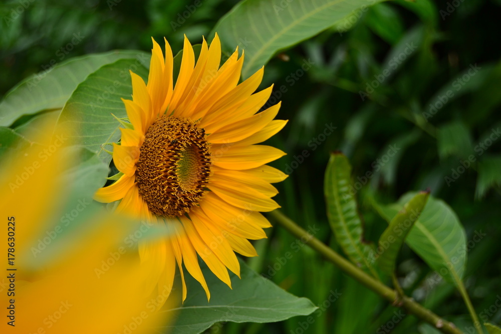 Close-up of sun flower against with green background Close-up of sun flower against with green background