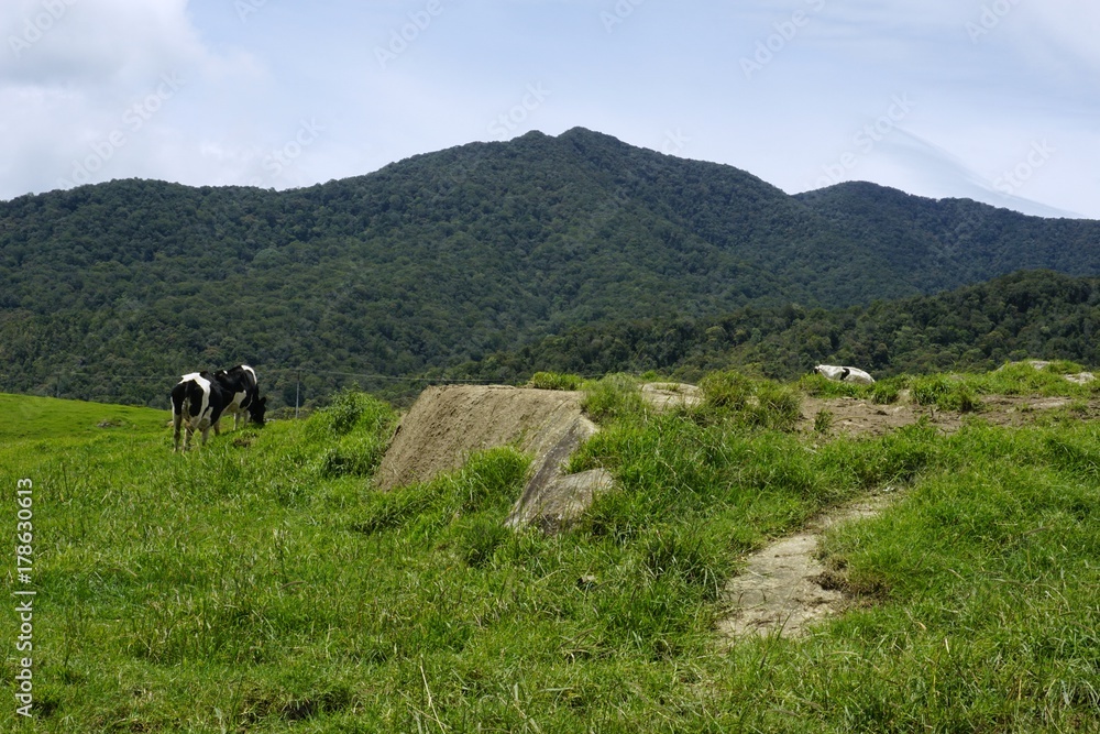 Fototapeta premium the cows at grass field, Kundasang, Sabah, Malaysia