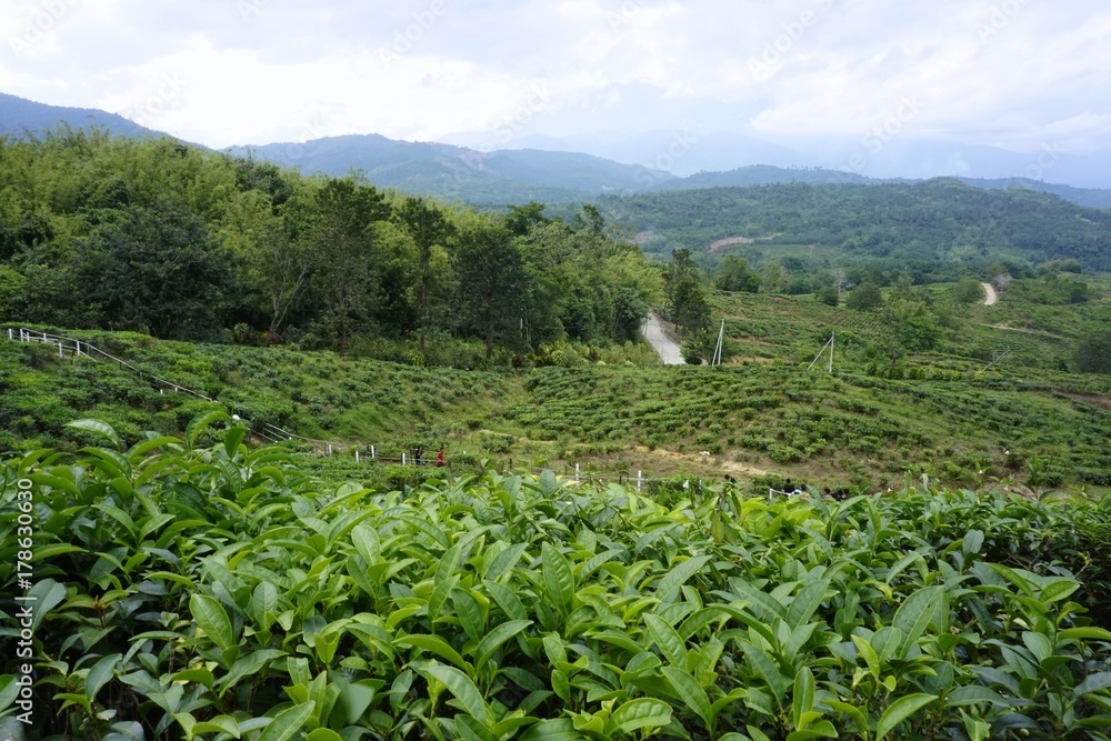 tea plantation at Ranau, Sabah, Malaysia