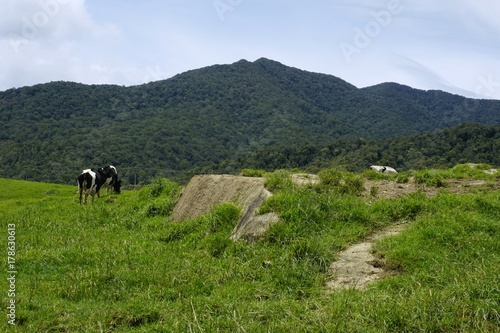 the cows at grass field, Kundasang, Sabah, Malaysia