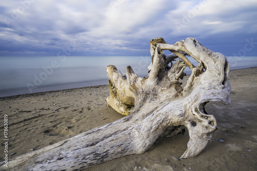 Closeup of beautiful driftwood lying on sandy shore of tranquil beach