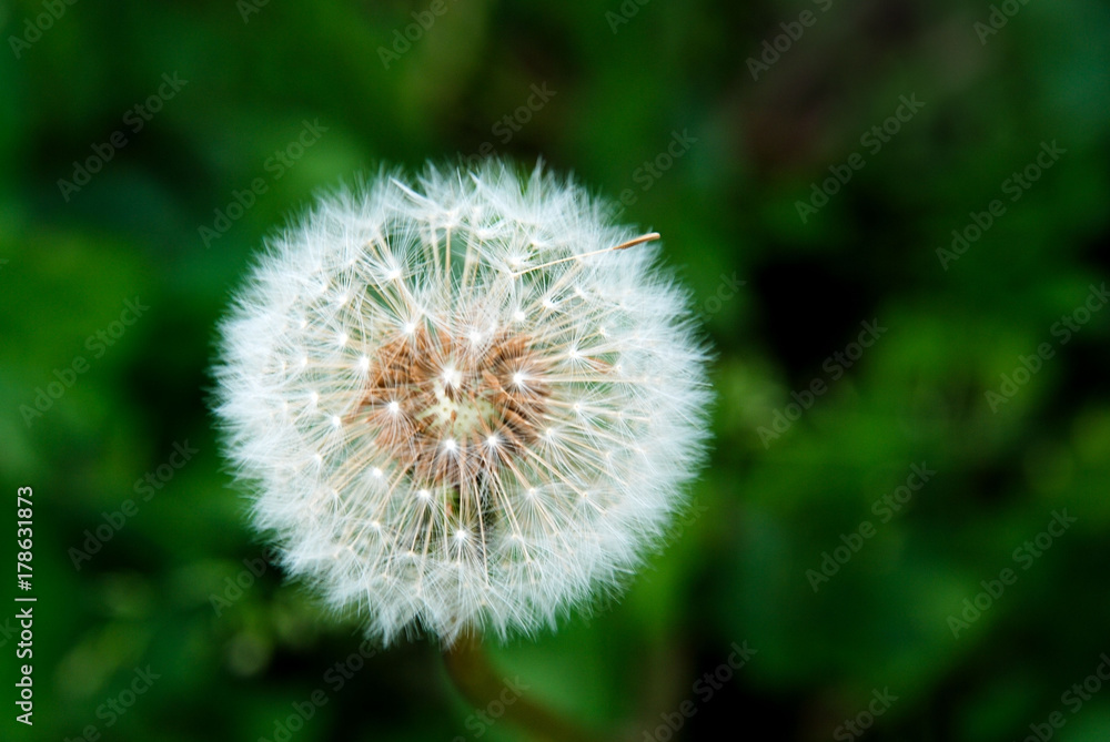 Dandelion Dandelion