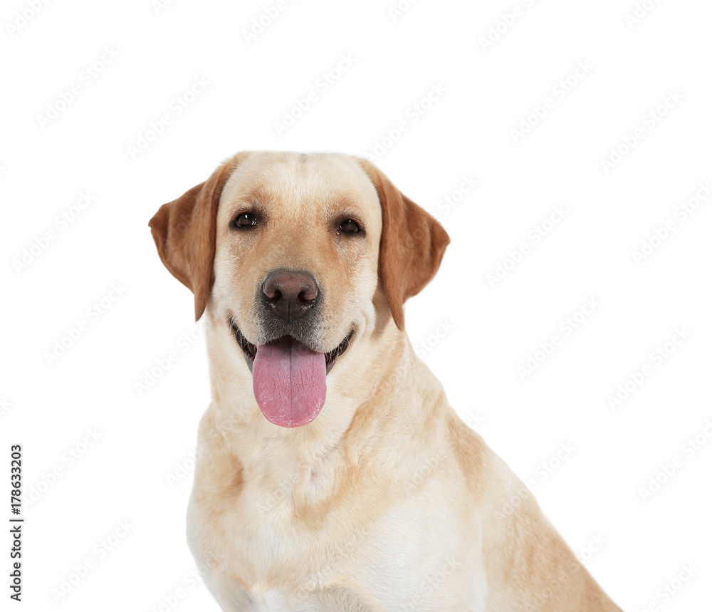 Cute Labrador Retriever on white background