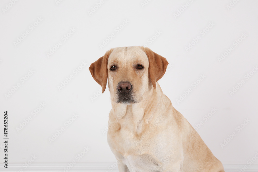 Cute Labrador Retriever on white background Cute Labrador Retriever on white background