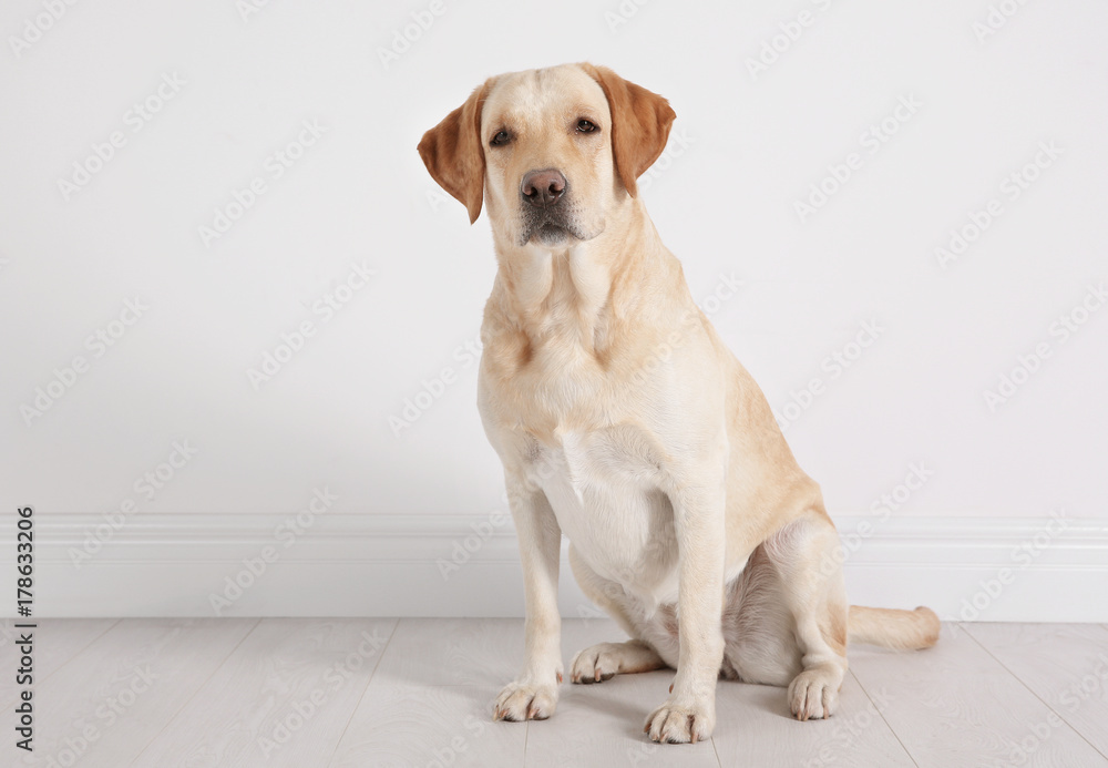 Cute Labrador Retriever sitting on floor against white wall