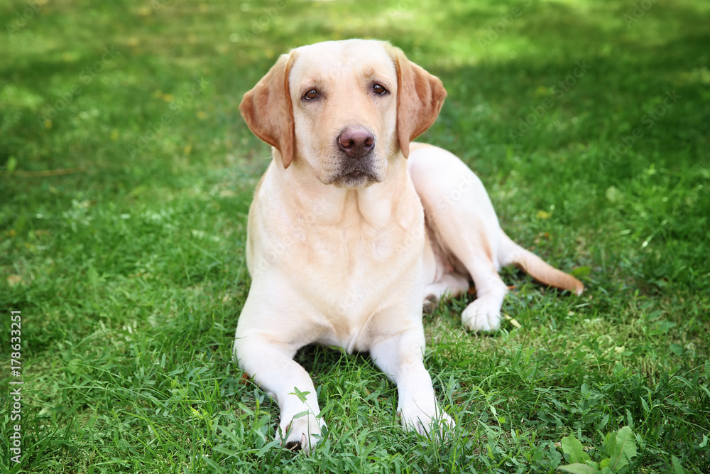 Cute Labrador Retriever in park