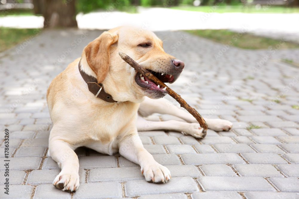 Cute Labrador Retriever with wooden stick lying on sidewalk in park Cute Labrador Retriever with wooden stick lying on sidewalk in park