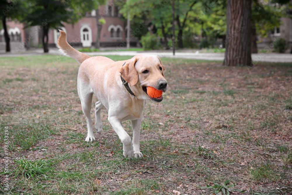 Cute Labrador Retriever playing with ball in park