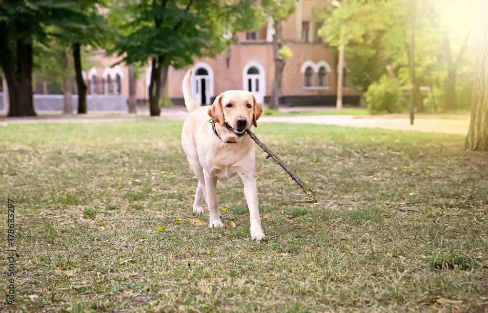 Cute Labrador Retriever playing with wooden stick in park