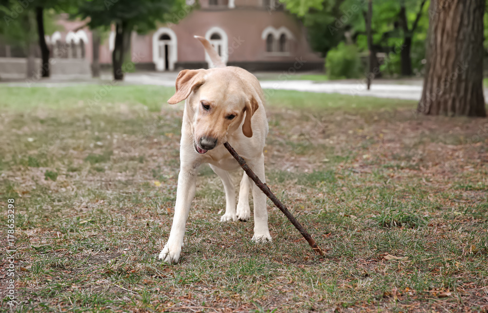 Cute Labrador Retriever playing with wooden stick in park