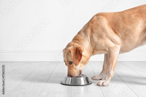 Fototapeta Naklejka Na Ścianę i Meble -  Cute Labrador Retriever eating from bowl at home