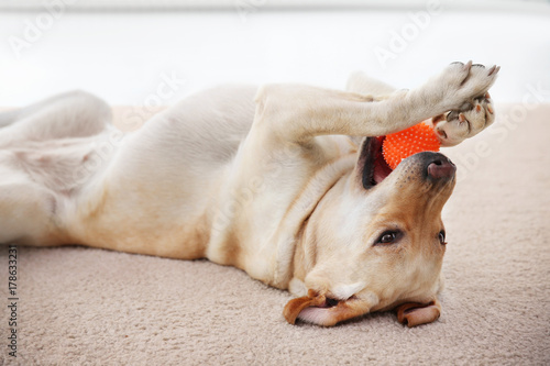 Fototapeta Naklejka Na Ścianę i Meble -  Cute Labrador Retriever playing with ball at home