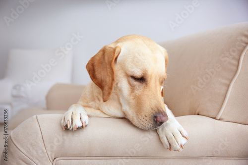 Cute Labrador Retriever lying on sofa at home