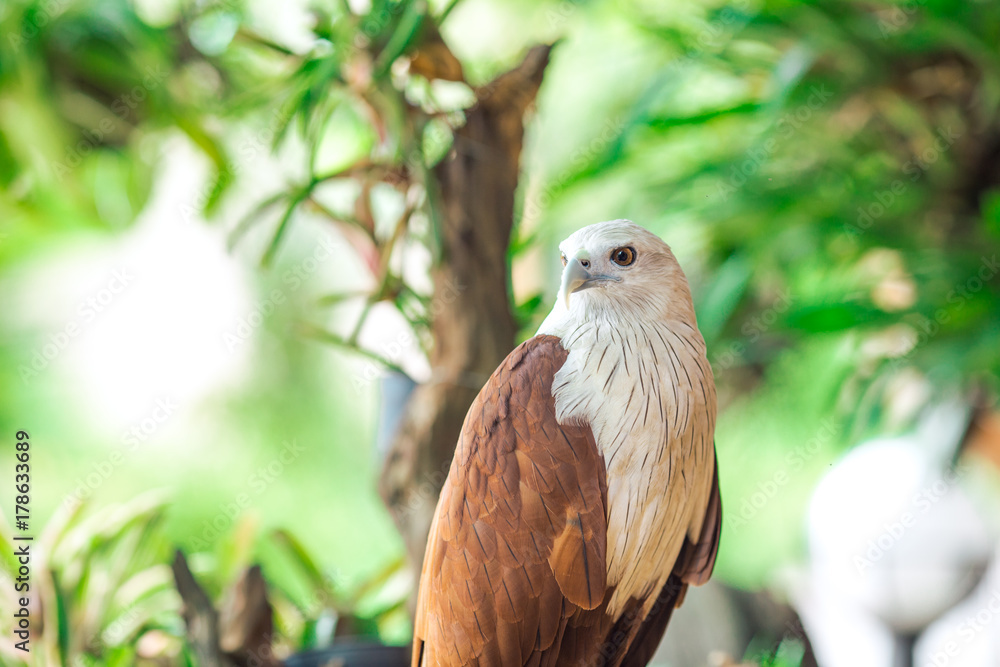 Eagle sitting on the branch, leaf blurred green nature background. Eagle sitting on the branch, leaf blurred green nature background.