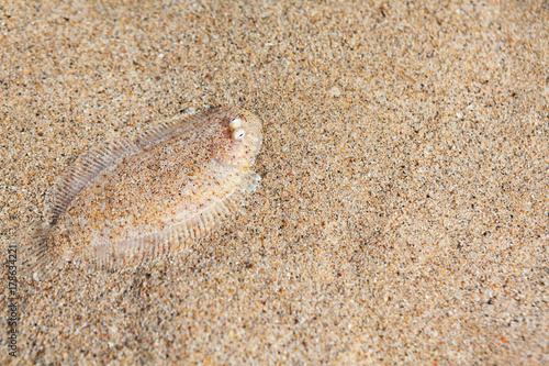 Bilde på lerret Close up underwater photo of flat sole fish burying in sand beach sea bottom