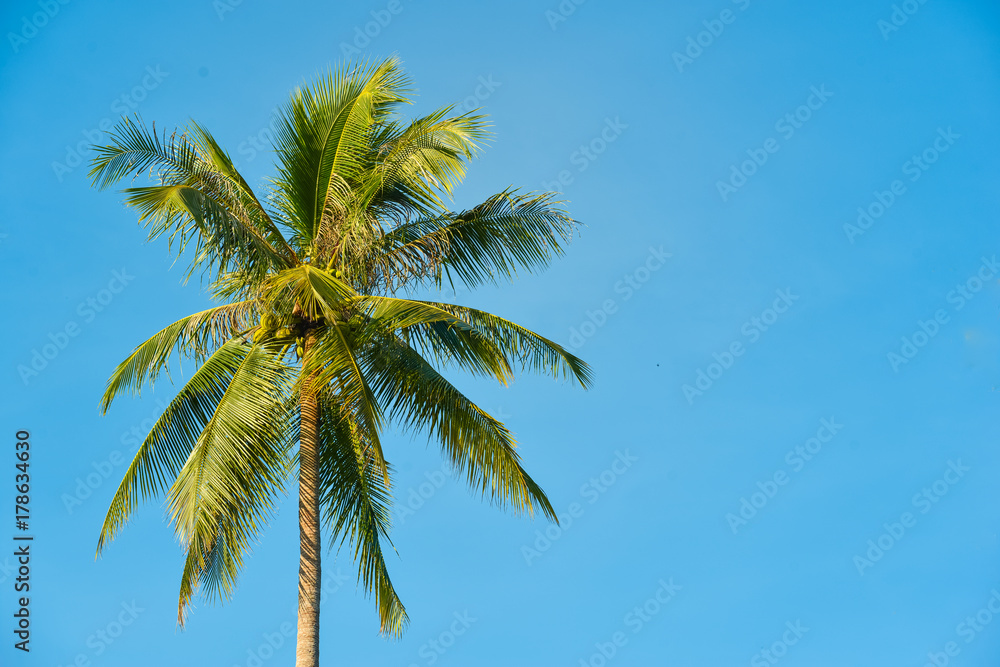 Palm tree and blue sky with blank 