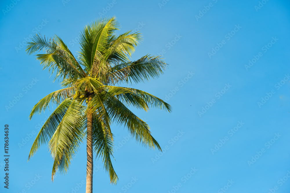 Fototapeta premium Palm tree and blue sky with blank 
