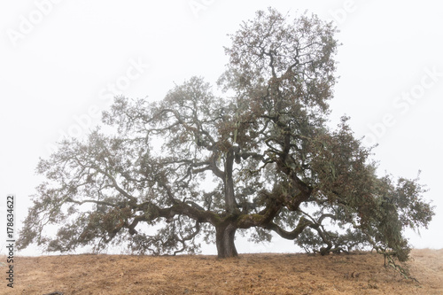 An oak tree in the fog. A brown field is in the foreground. A coastal life oak tree is shrouded in the fog on top of a hill.