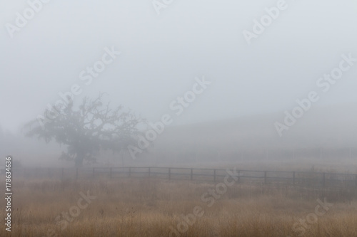 An oak tree in the fog. A brown field is in the foreground. A coastal life oak tree is shrouded in the fog on the left. A vineyard can be seen in the background. 