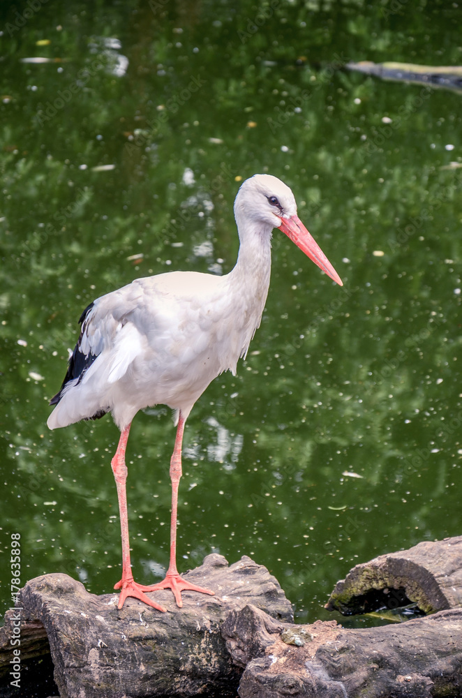 Fototapeta premium White stork standing on stone.