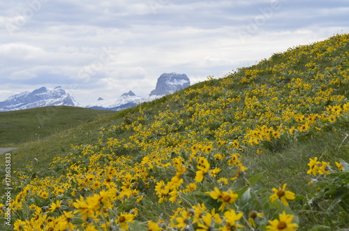 Chief mountain peaking out from behind a hillside of beautiful yellow black eyed susan daisies