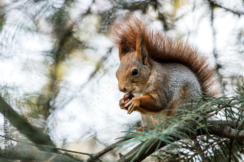 squirrel sitting on fir tree branch in park and eating nut © Mr Twister