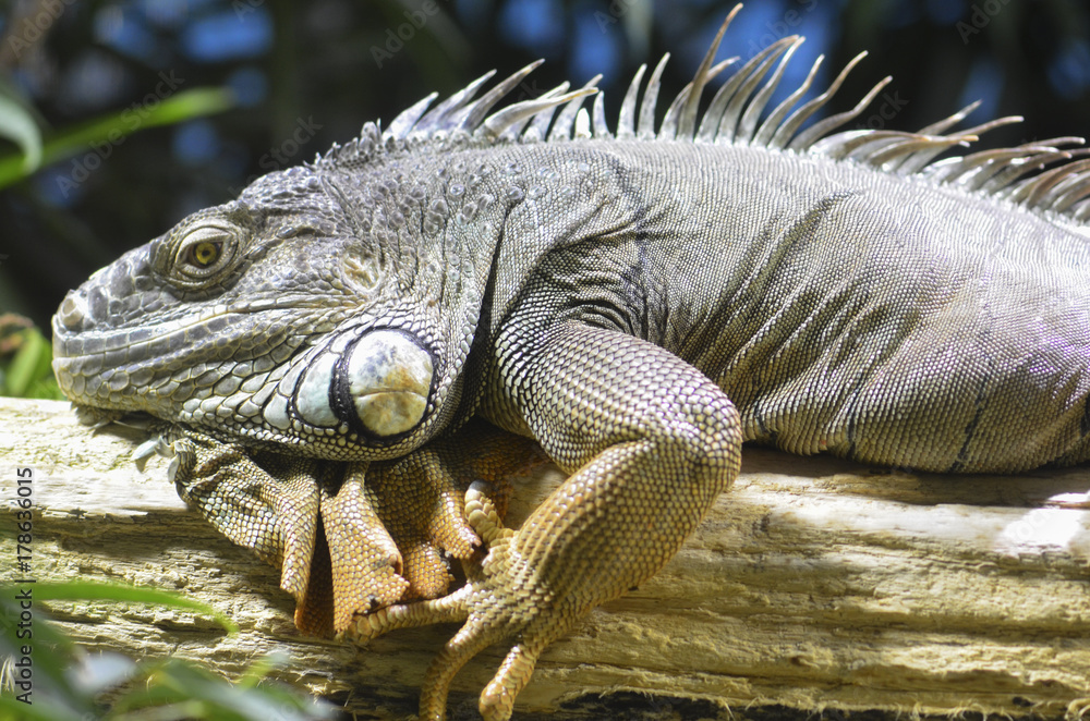 Iguana 01 Iguana 01