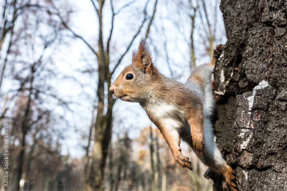 funny little squirrel sitting on tree trunk on blurred autumn park scene background funny little squirrel sitting on tree trunk on blurred autumn park scene background