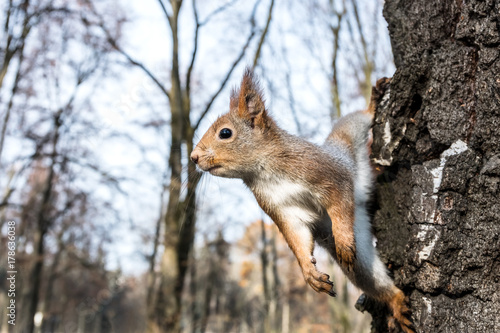 funny little squirrel sitting on tree trunk on blurred autumn park scene background © Mr Twister