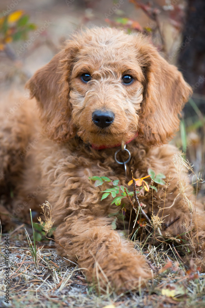 A cute labradoodle puppy lying on the ground