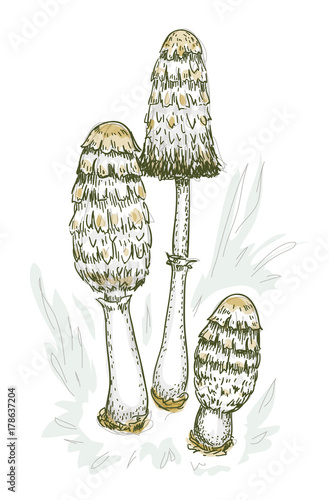 Coprinus comatus fungus.