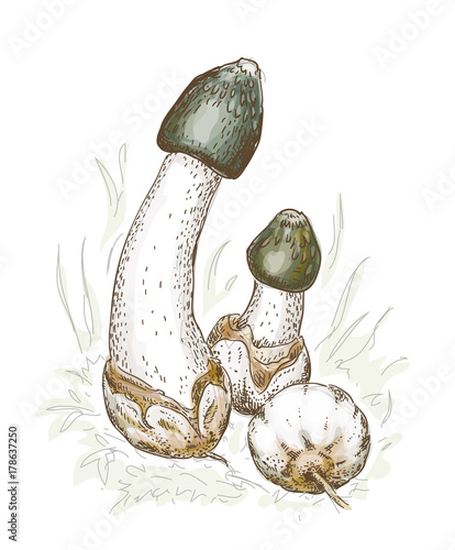 Phallus impudicus, known colloquially as the common stinkhorn.