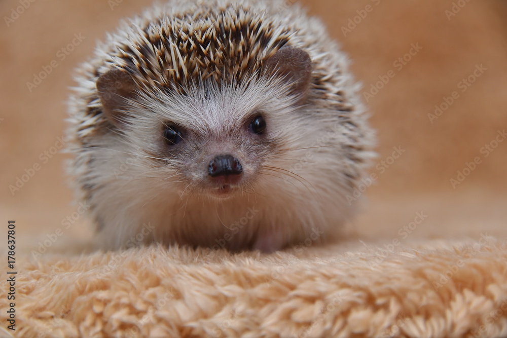 Fototapeta premium Hedgehog