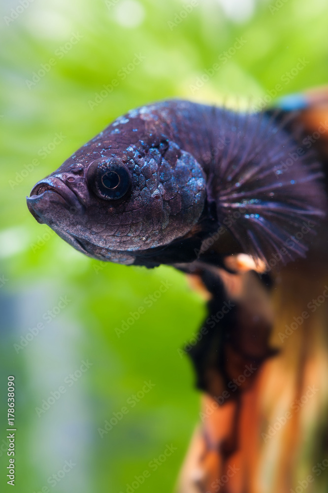 Siamese fighting fish or Betta fish. Siamese fighting fish or Betta fish.