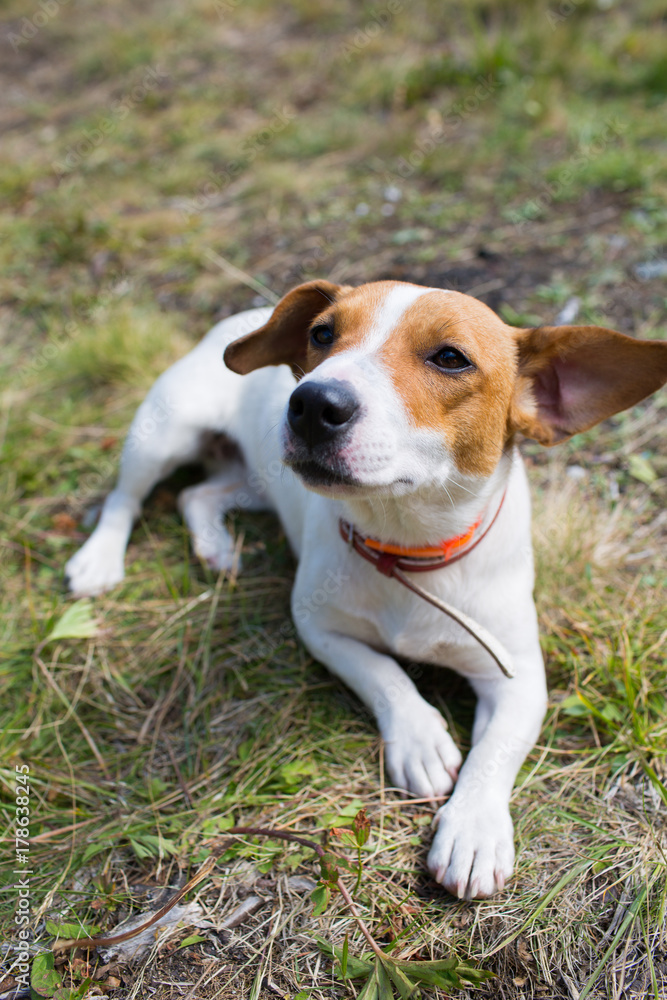 A Jack Russell dog