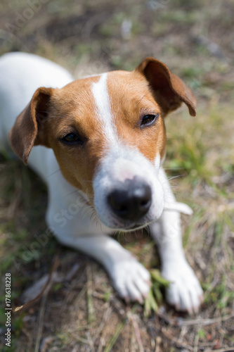 A Jack Russell dog © Evgenia Tiplyashina