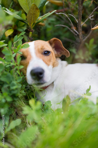 A Jack Russell dog