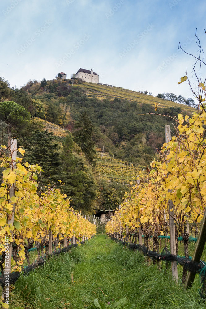 herbstlich verfärbte Weinreben und Schloss Tirol