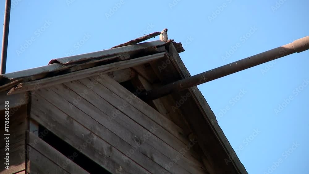 sparrows and doves pecking grain sparrows and doves pecking grain