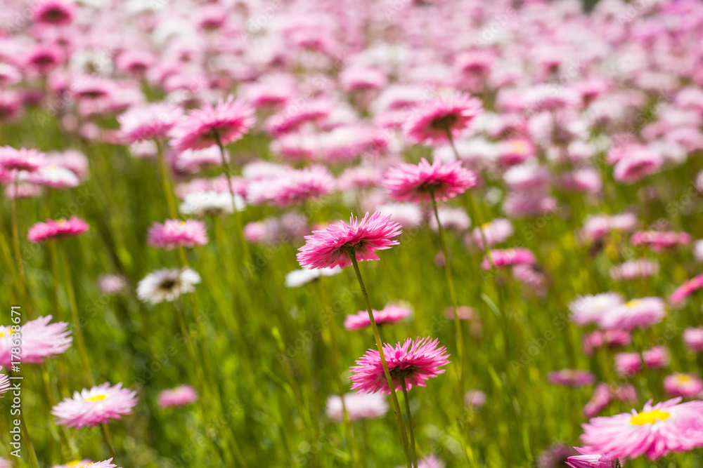 Obraz premium Garden