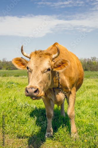 Fototapeta Naklejka Na Ścianę i Meble -  Red cow on a green sunny meadow. European country life