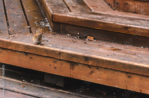 Chipmunk on a wooden staircase, a lot of garbage, autumn