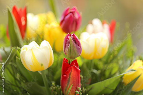 Tulip flower. bouquet of  multicolored tulips on a blurred background in the morning sun. 