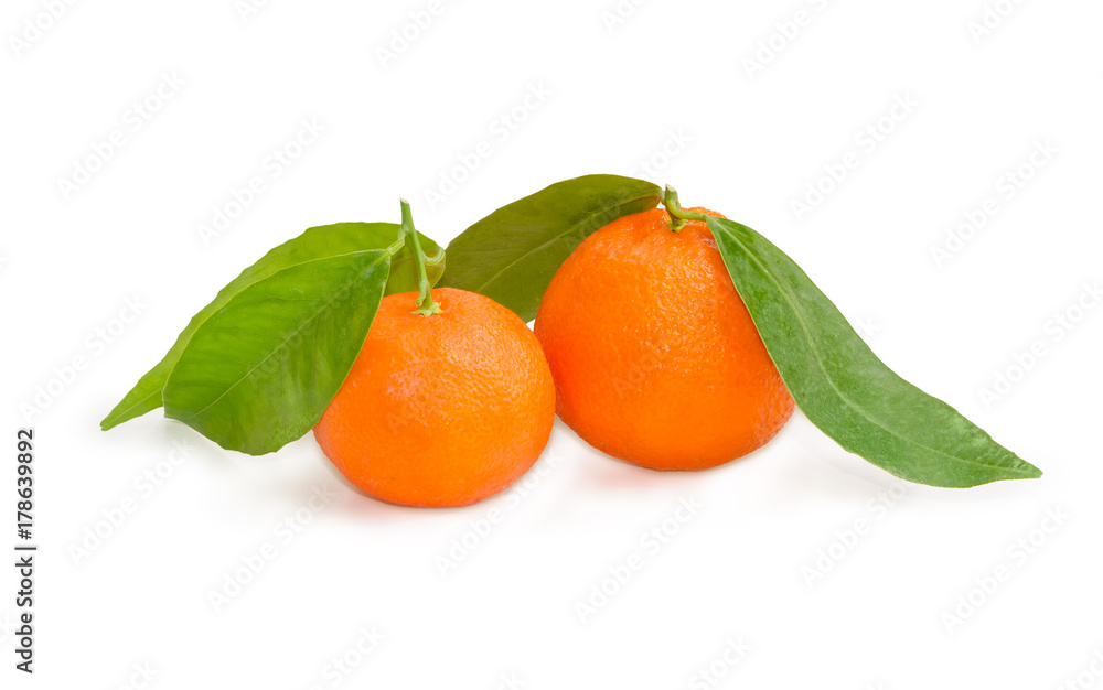 Two mandarin oranges on a small twigs with leaves Two mandarin oranges on a small twigs with leaves