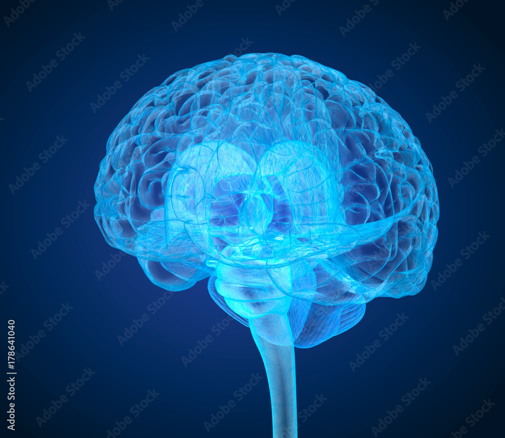 Human brain X-ray scan , Medically accurate 3D illustration Human brain X-ray scan , Medically accurate 3D illustration