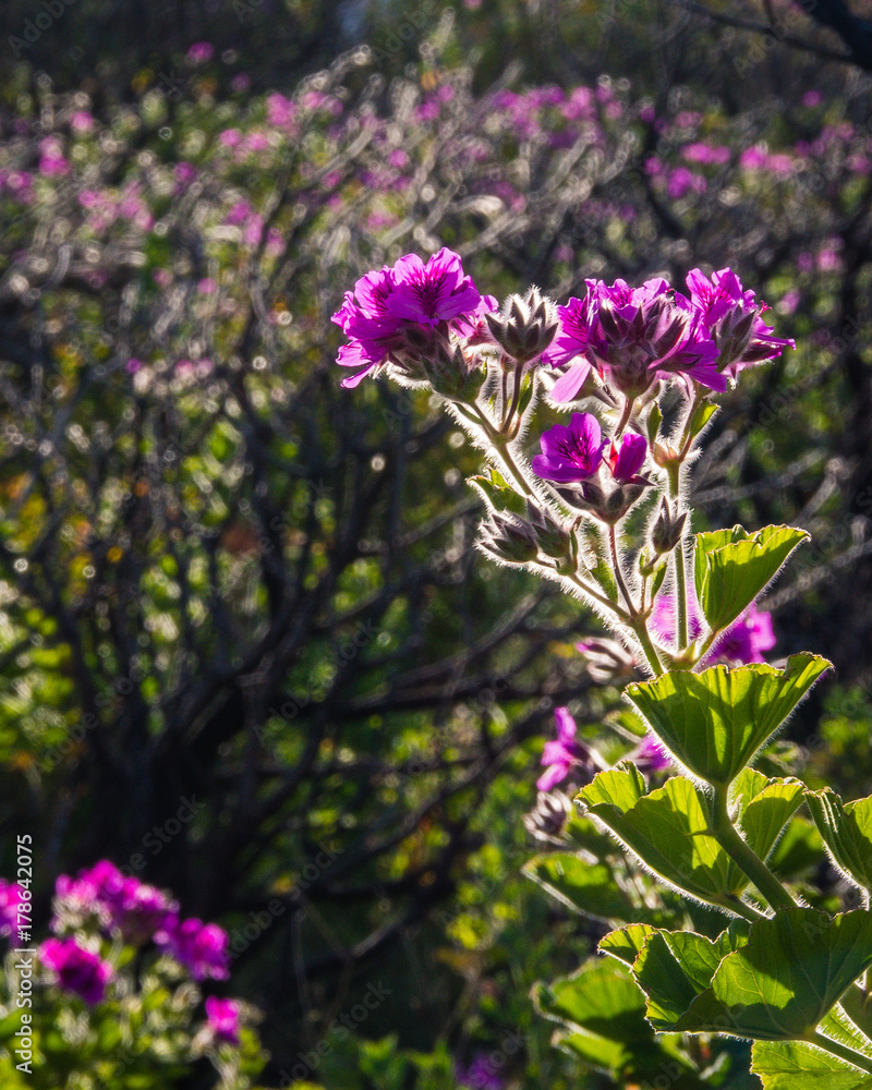 A backlit pelargonium flower in spring near Cape Town, South Africa