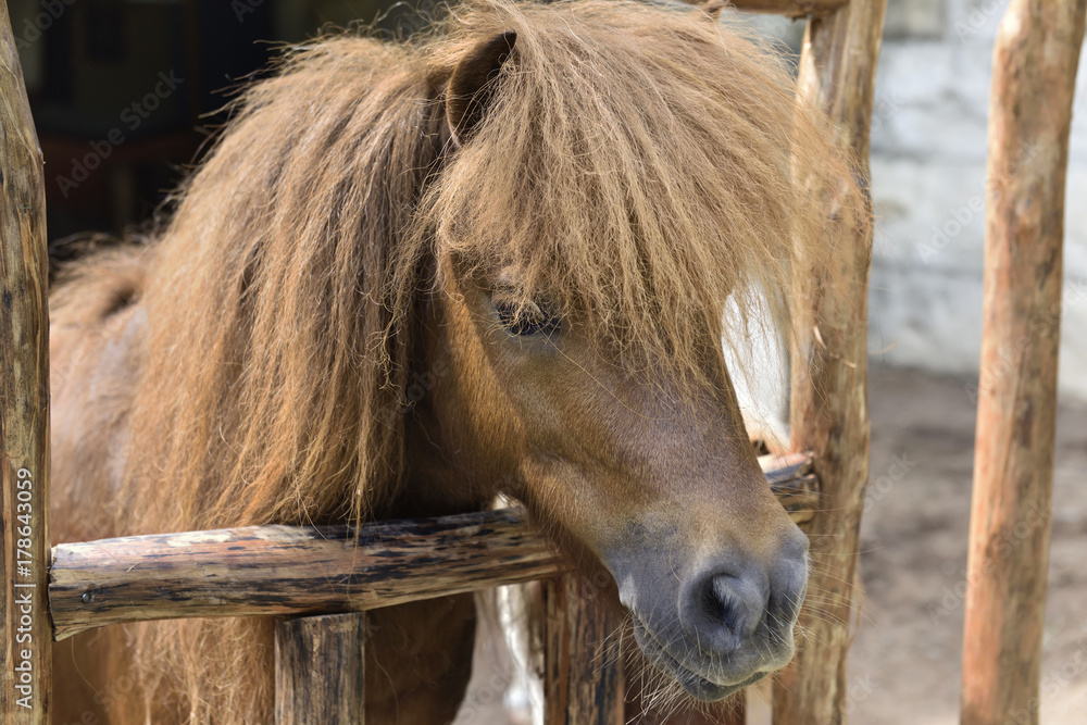 Fototapeta premium Brown pony with funny hair