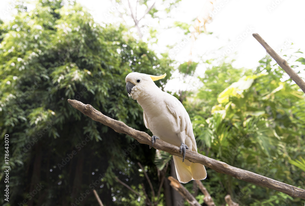 Fototapeta premium Sulphur-crested cockatoo (Cacatua galerita) sitting on tree branch